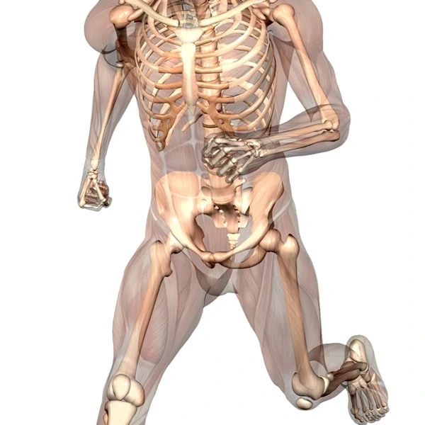 Human Body Skeletal
